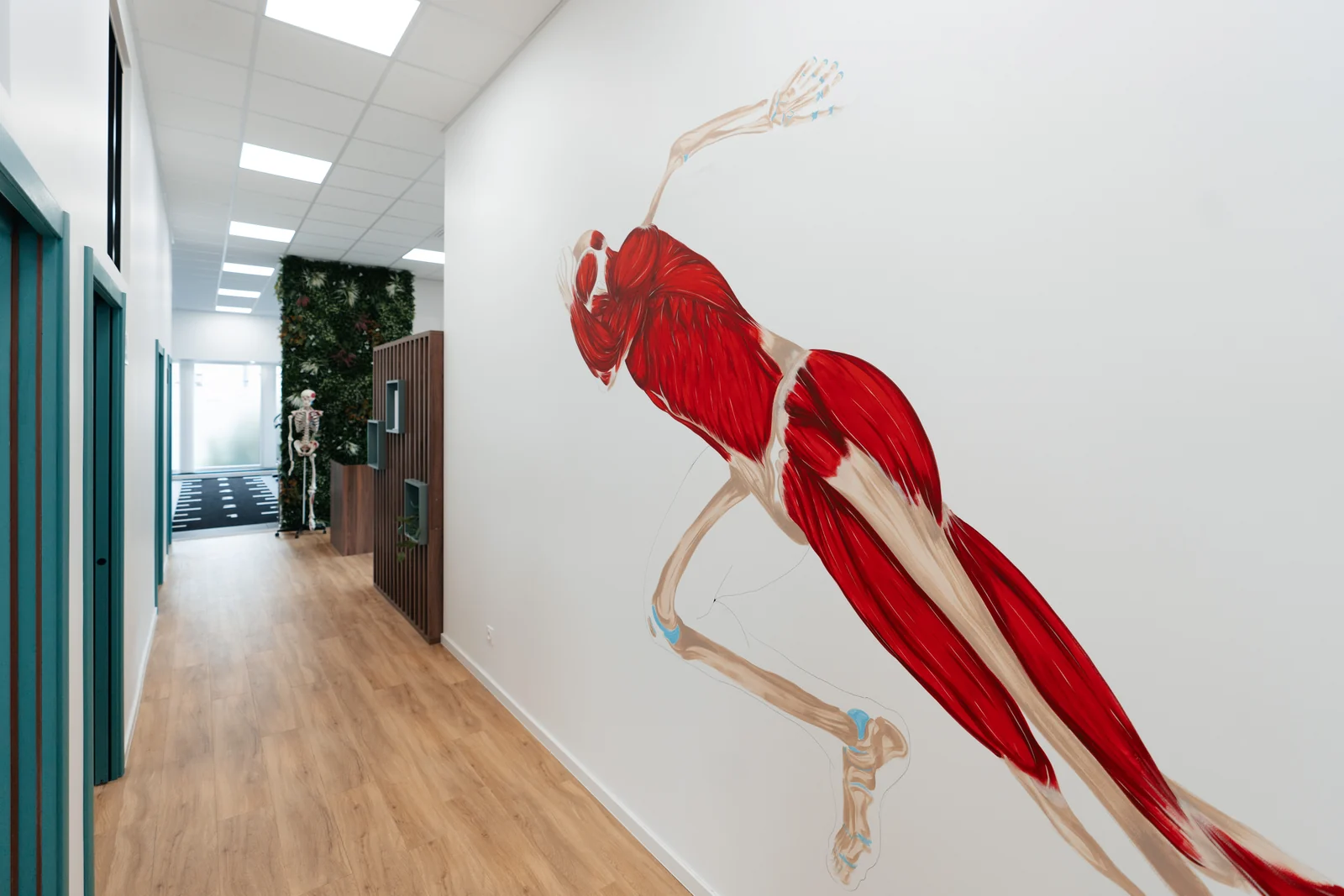 Couloir d’un cabinet de kiné avec une fresque anatomique peinte sur le mur, des portes de box, un mur végétal et un squelette au fond